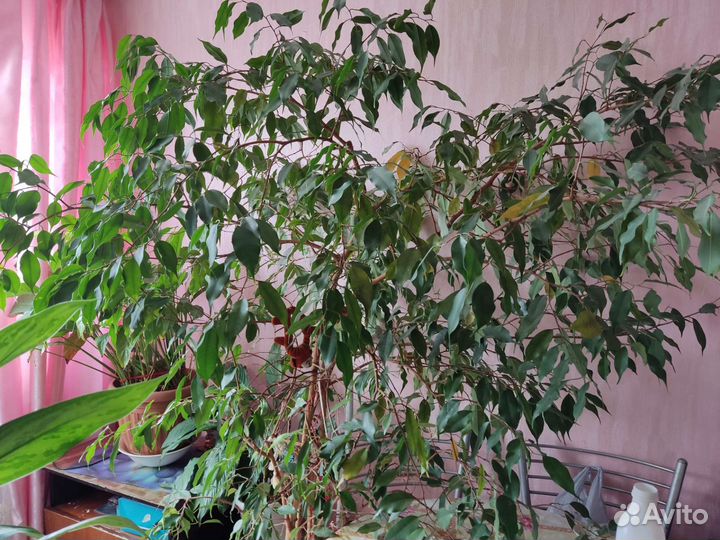 Фикус бенджамина большой