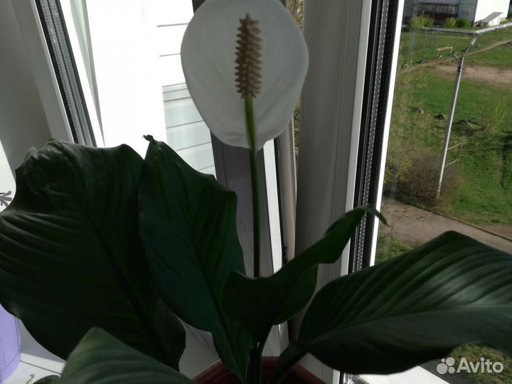 Комнатные цветы