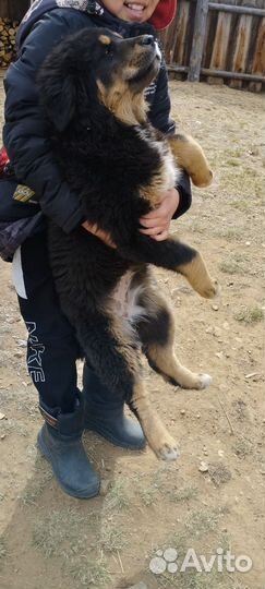 Щенок Монгольский Банхар