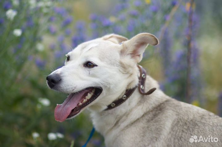 В добрые руки