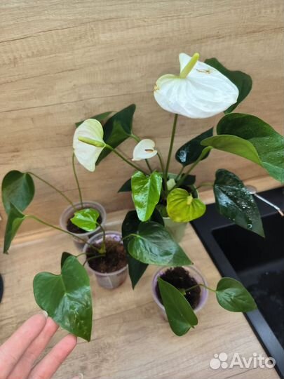 Антуриум Аляска, Лили Ред, Амалия, Намора, Зизу