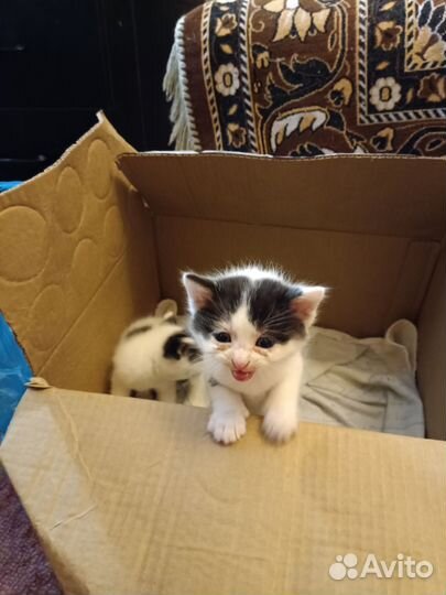 Котята метисы