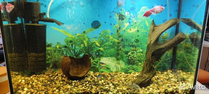 Аквариум с рыбками, со всем оборудованием