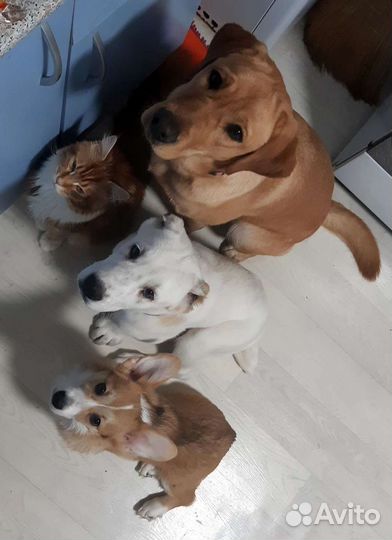 Кинолог / Дрессировка собак / Коррекция поведения