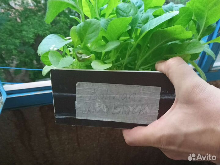 Табак рассада Боливийский черный около 150 корней