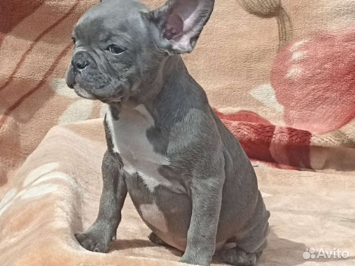 Французская булочка