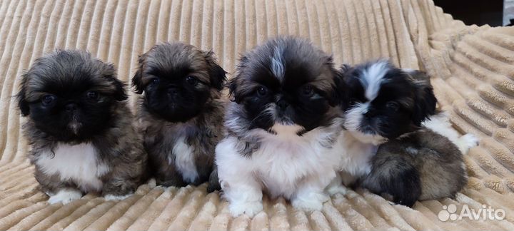 Щенки пекинеса