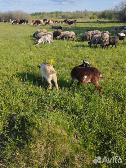 Овцы бараны ягнята романовские