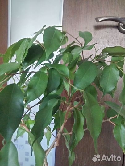Фикус бенджамина