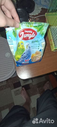 Волнистый попугай