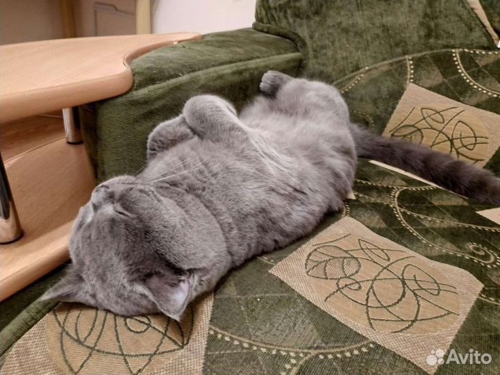 Кот британец для вязки