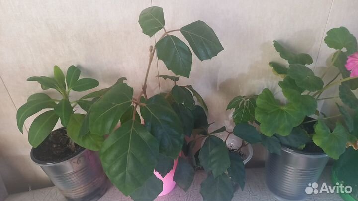 Продам комнатные цветы