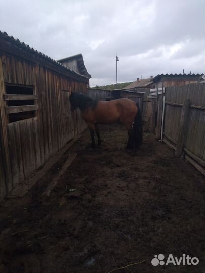Продам лошадь.В любом виде