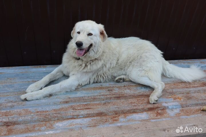 Марремма-абруццкая овчарка