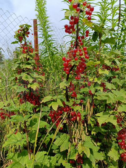 Дача 25 м² на участке 7 сот.