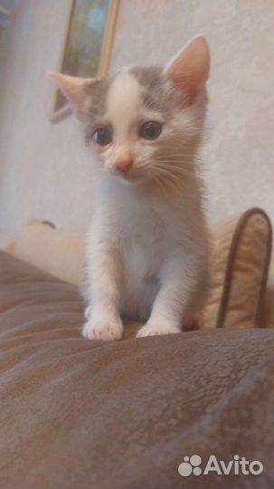 Котенок в добрые руки