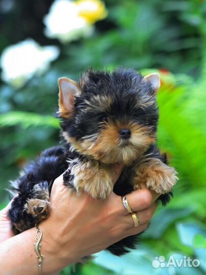 Красивый мальчик 2,5 месяца. РКФ