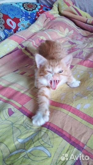 Котенок мальчик