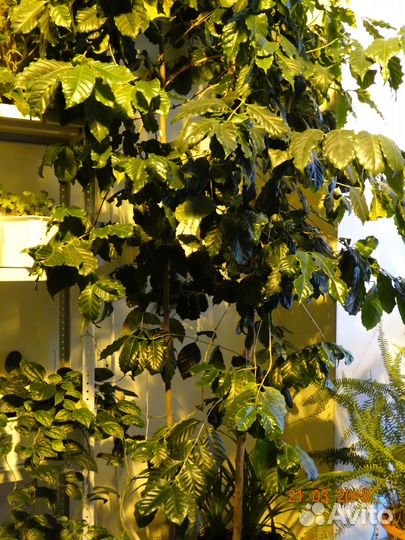 Кофейное дерево Арабика плодоносящее 4 м