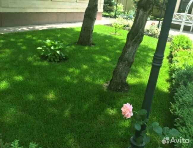 Рулонный газон 