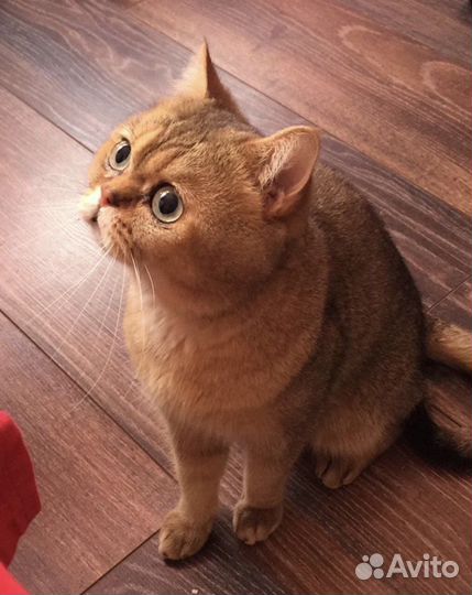 Британский кот вязка