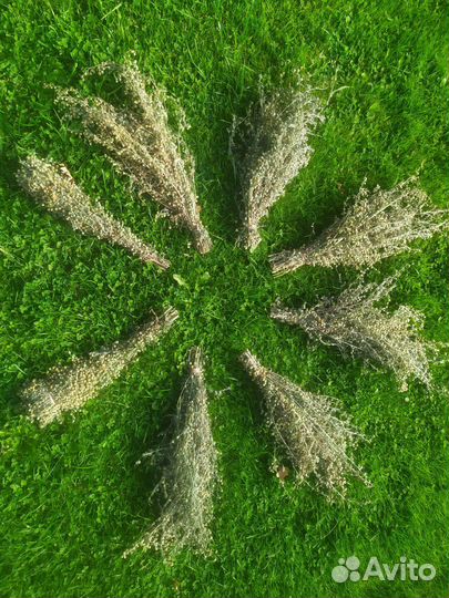 Полынь лекарственная