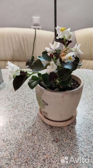 Вечноцветущая бегония