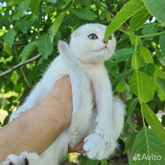 Девочка серебристая шиншилла