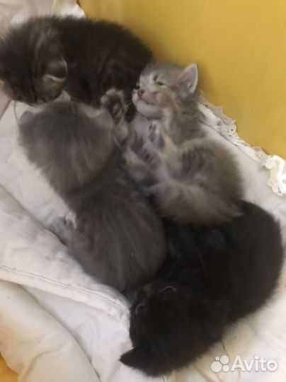Котята