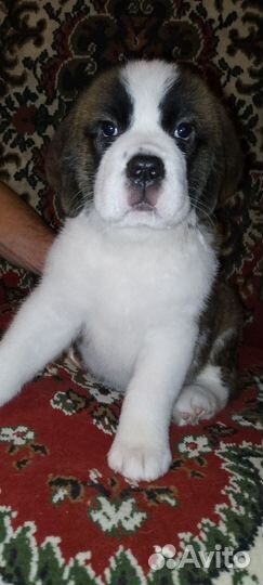 Продам щенка сенбернара