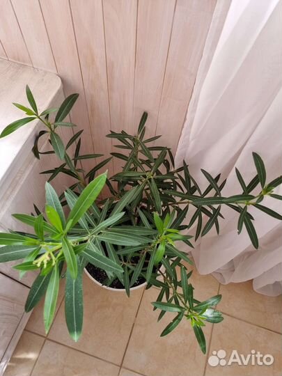 Цветок Олеандр в горшке