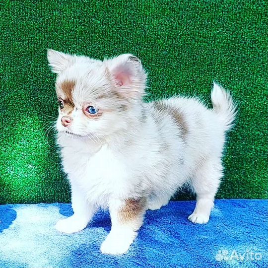 Девочка чихуа мерле голубой глаз