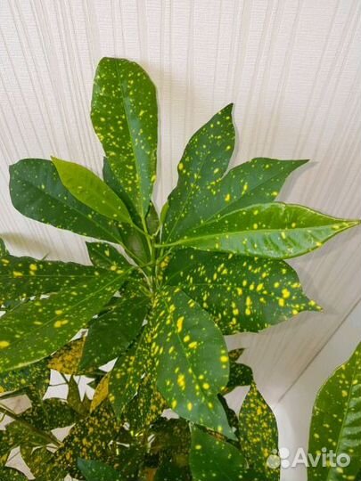 Красивый цветок Кротон Аукуболистный для дома и оф