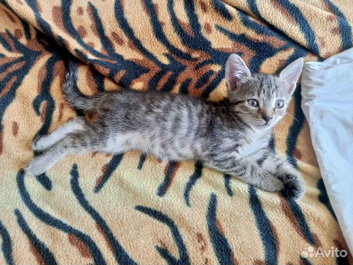 Котята в добрые руки приучены к лотку