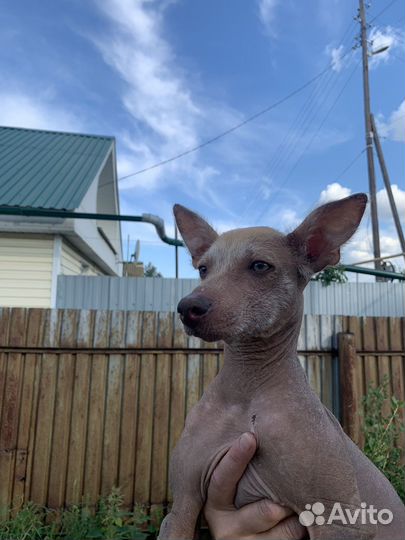 Продам щенка