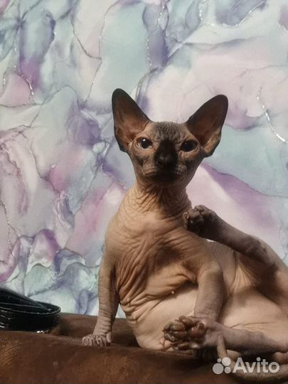 Бамбино кошечка