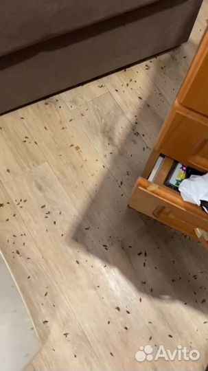 Уничтожение тараканов клопов комаров