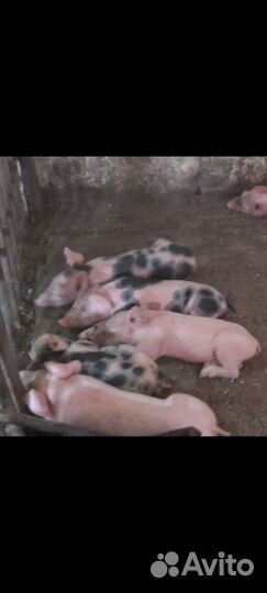 Поросенок кантер