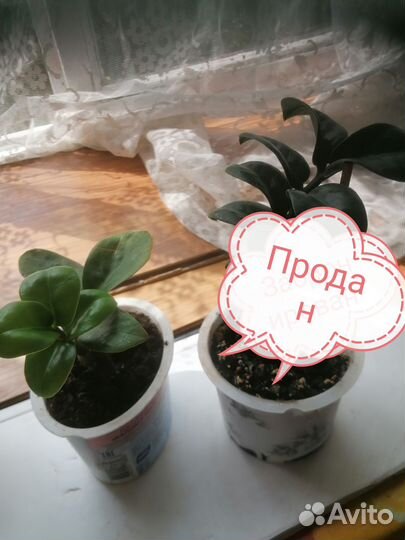 Продам замиокулькасы, цветы комнатные