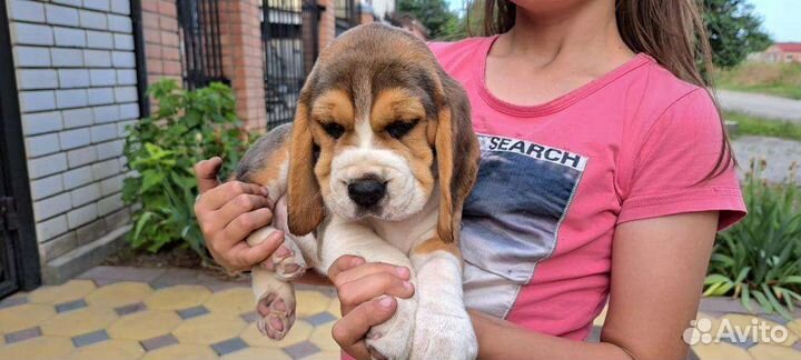 Щенки бигль