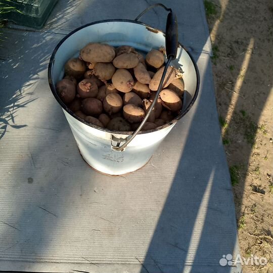 Семенной картофель на посадку