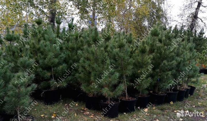 Саженцы сибирского кедра экстра класс