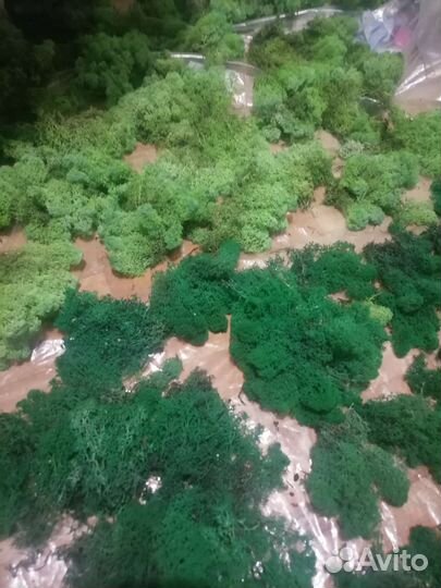 Стабилизированный мох