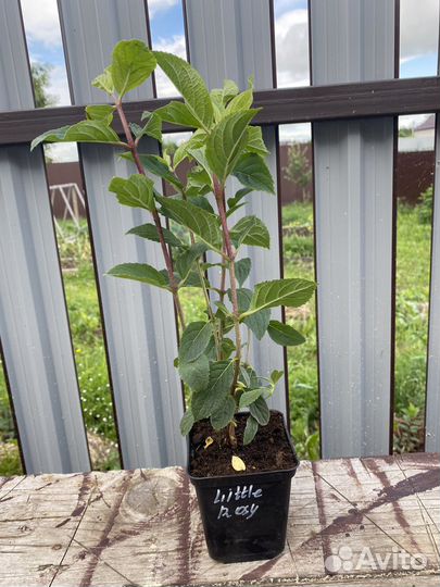 Гортензия Little Rosy