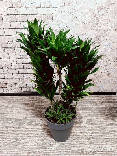Драцена/ сансевиерия