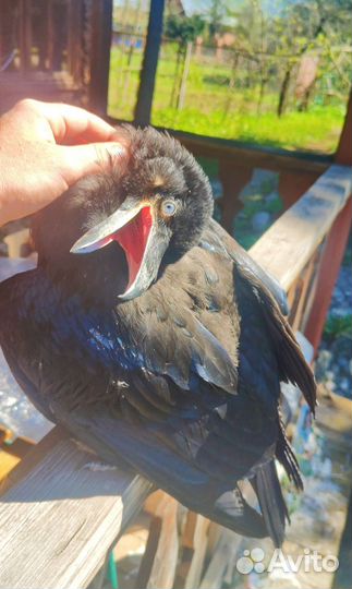 Самые ручные птенцы