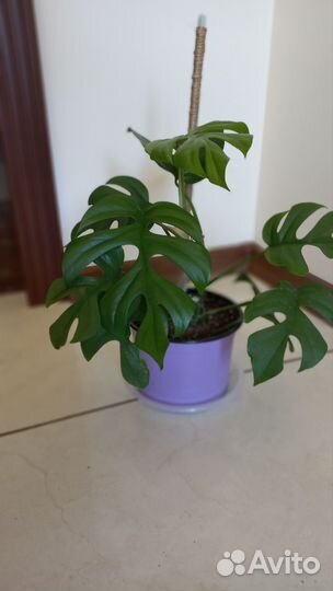 Монстера Рафидофора