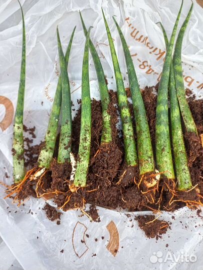 Сансевиерия цилиндрика