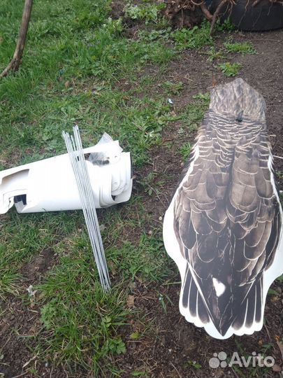 Профеля гусей