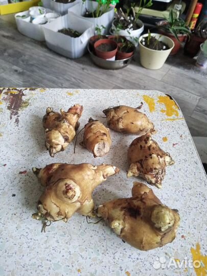 Растение топинамбур